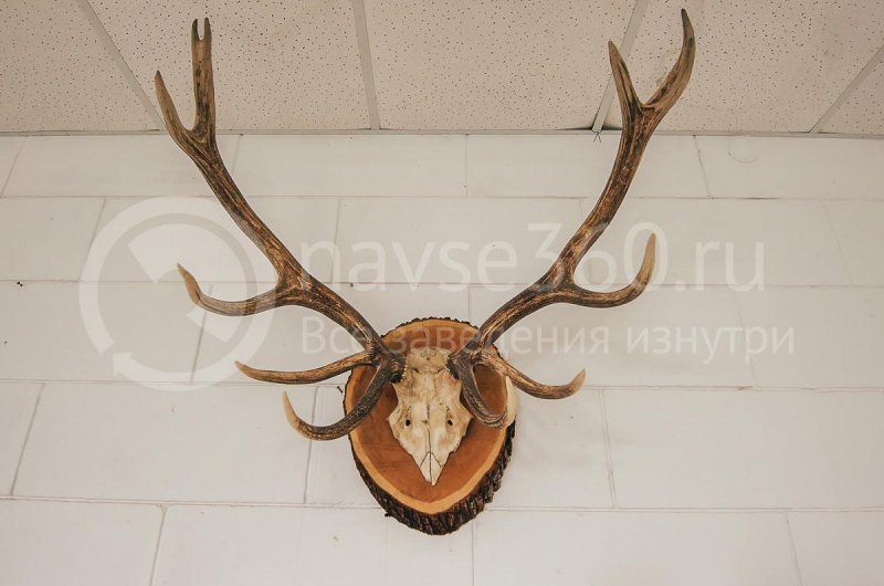 Турбаза Формула, поселок Мезмай, рога